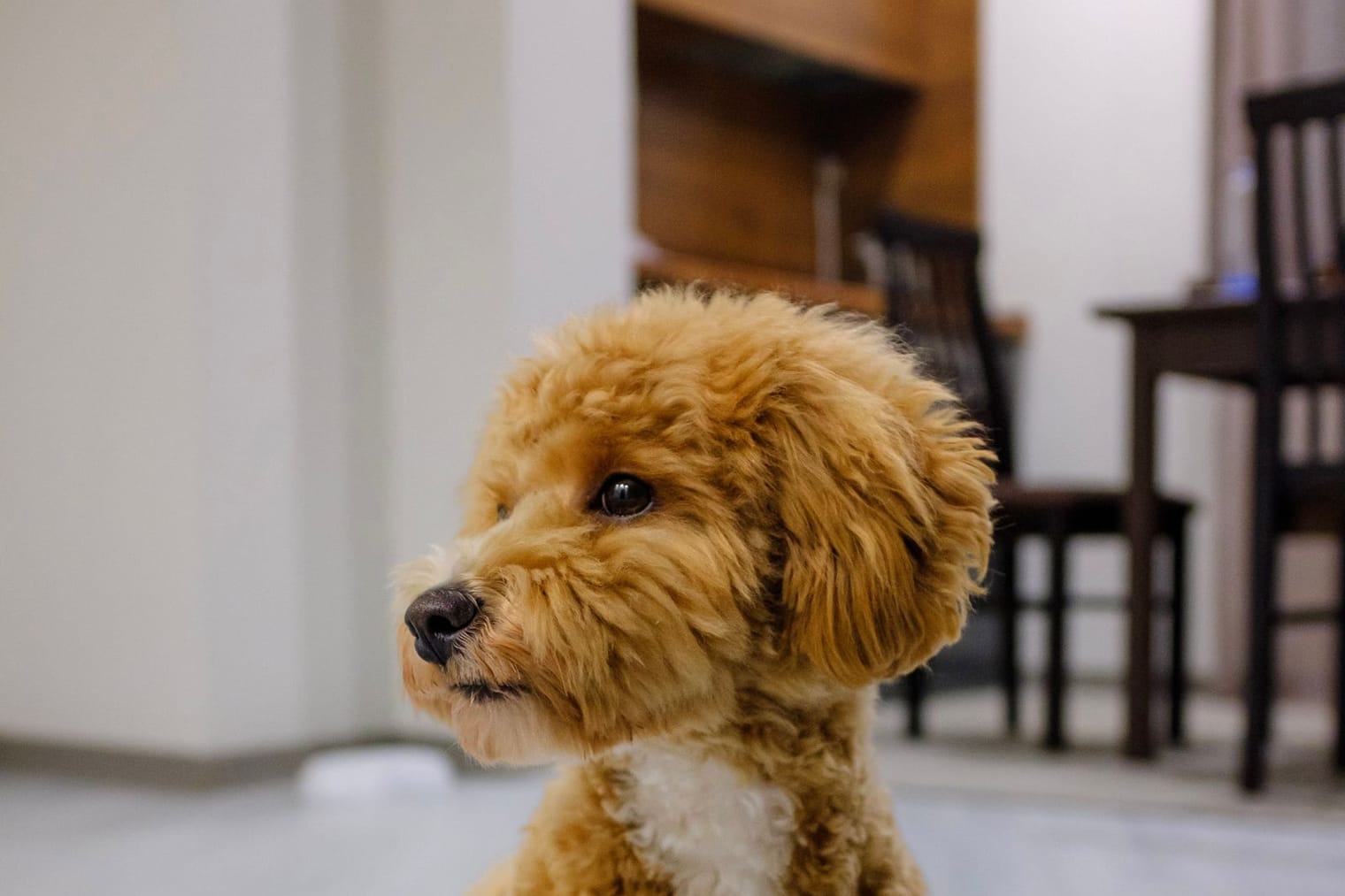 A small puppy exploring a bright living room on its first day home