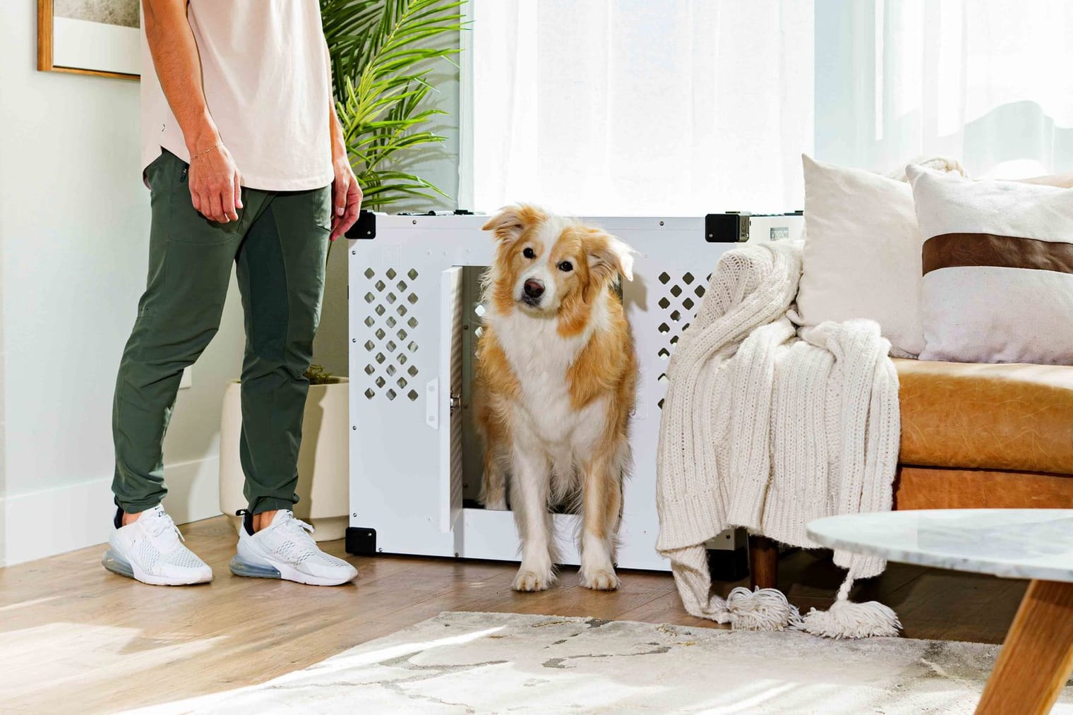 A relaxed dog stepping out of a crate that sits in the living room