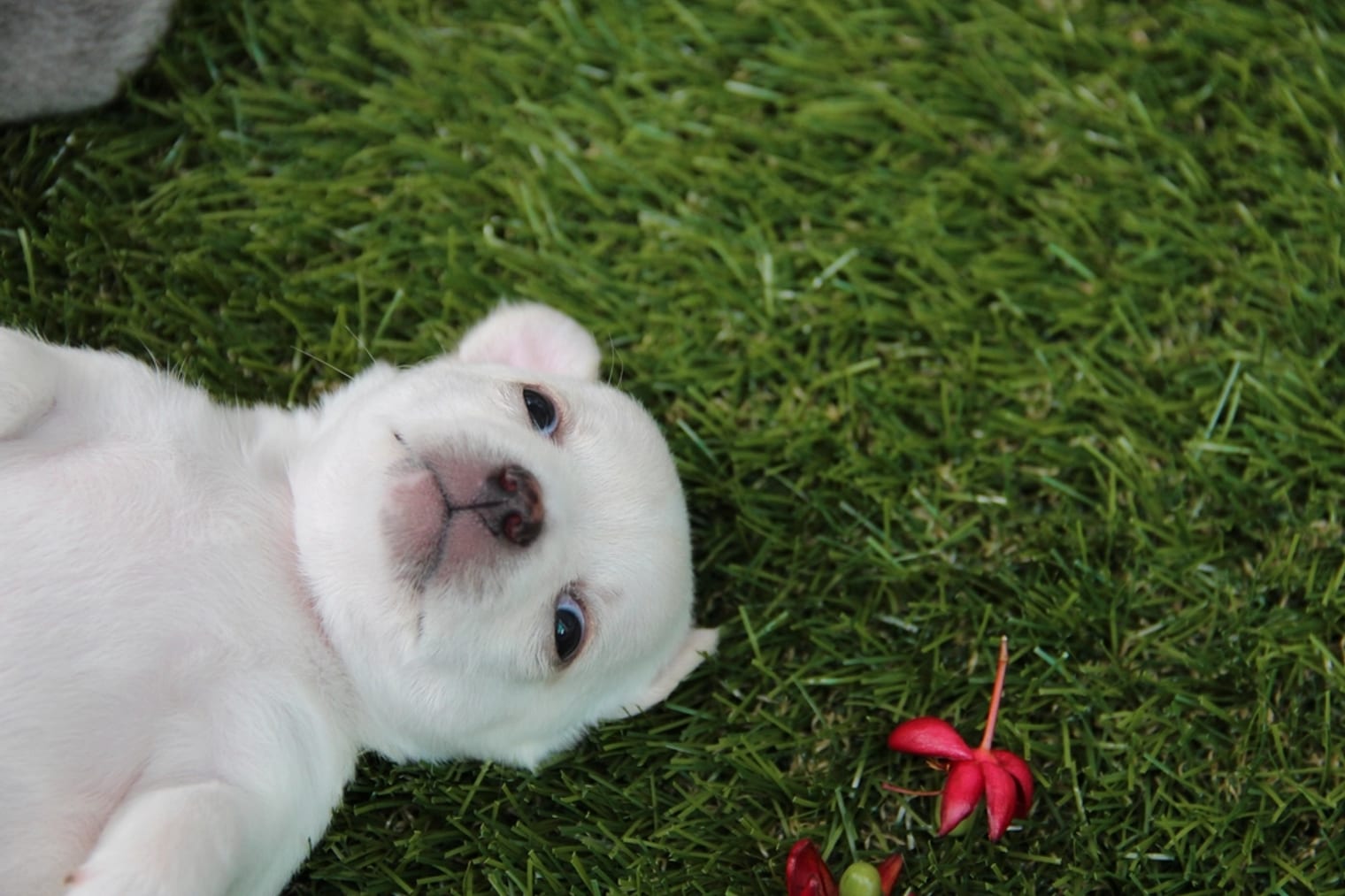 A young puppy lying on the grass, resting at its own pace