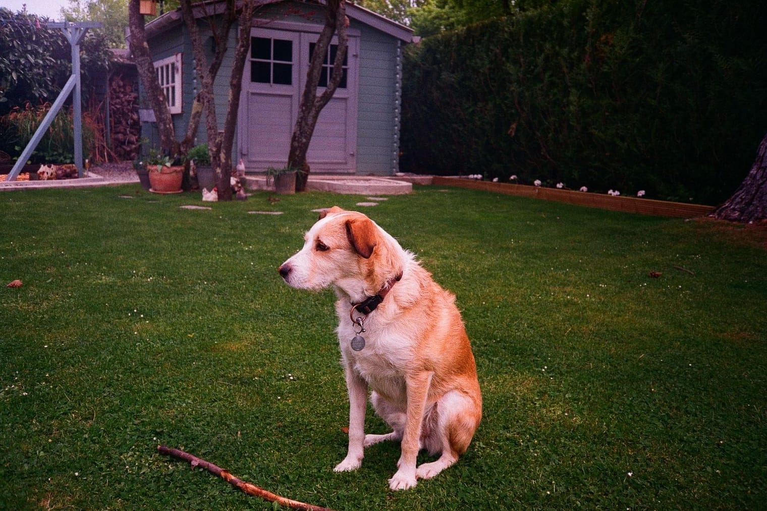 A grown tan and white dog sitting calmly in a garden