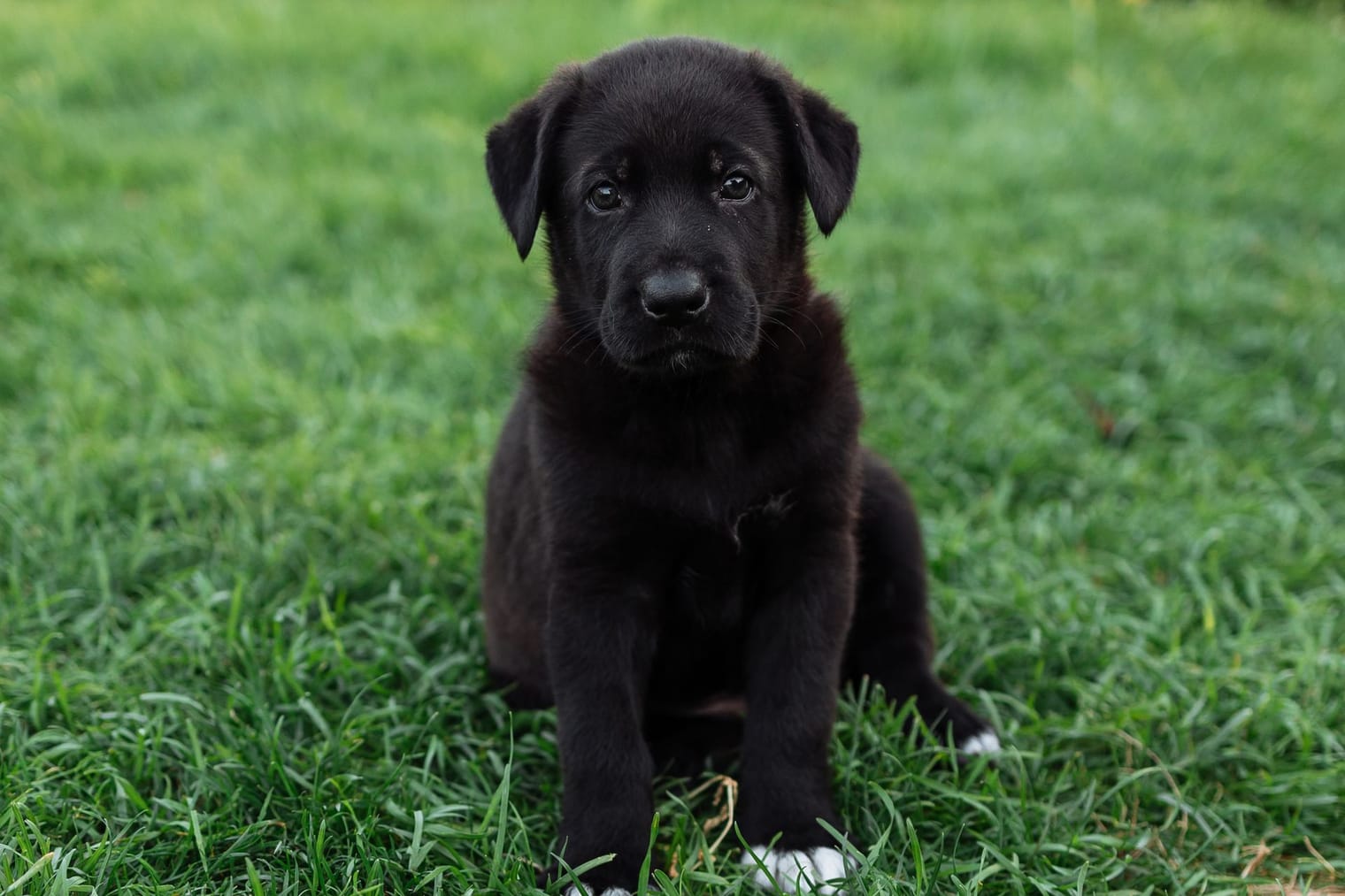 A young Labrador-type puppy with oversized paws sitting on grass, with plenty of growing still to do