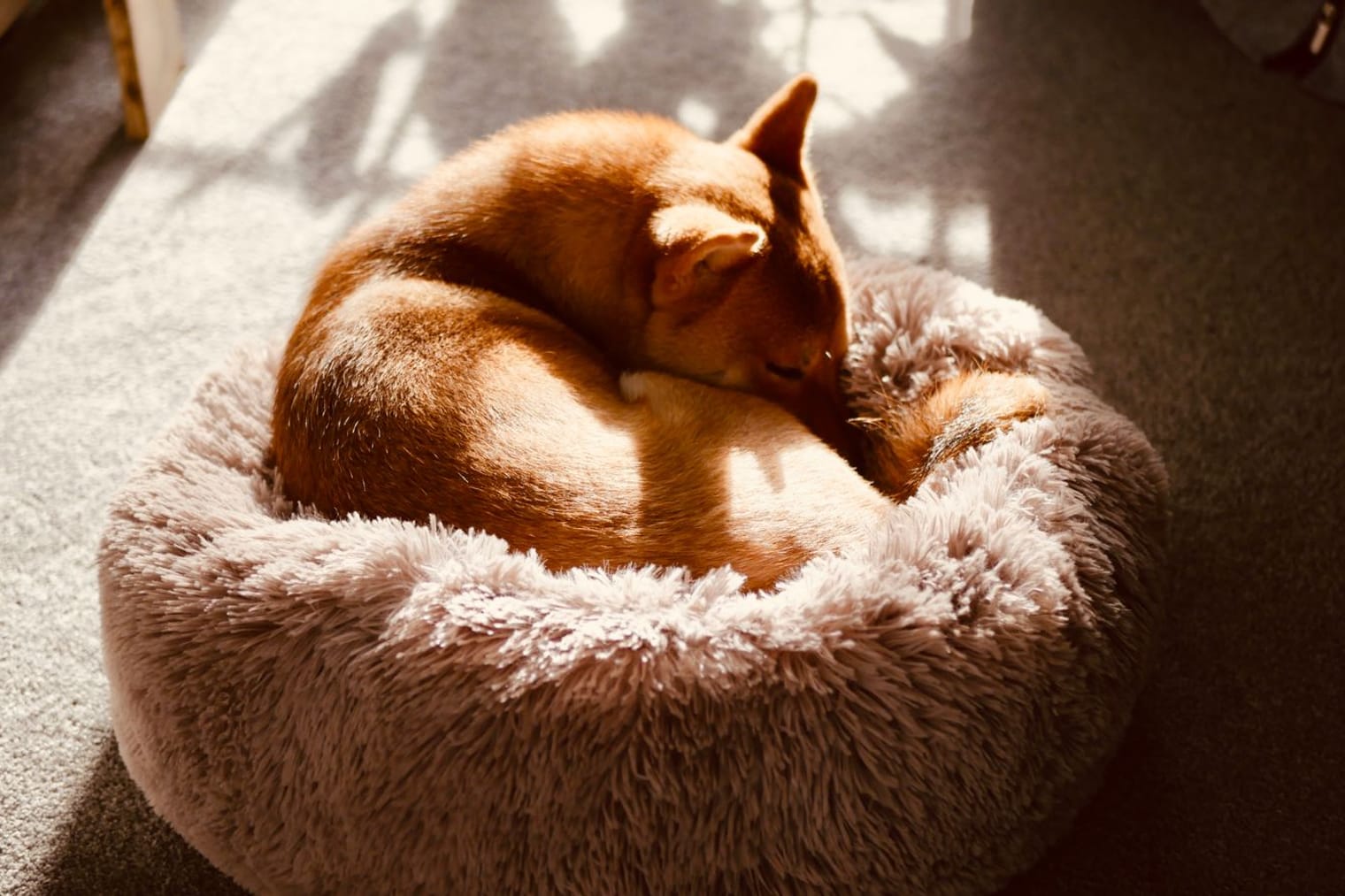 A dog curled up asleep in a cosy bed in a sunny room