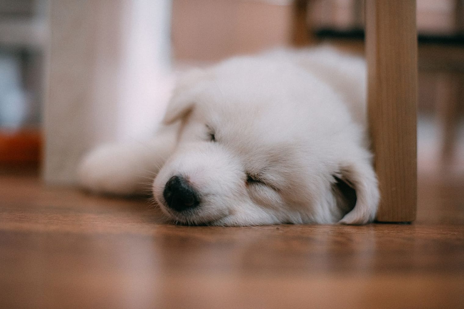 A young puppy fast asleep on the floor at home