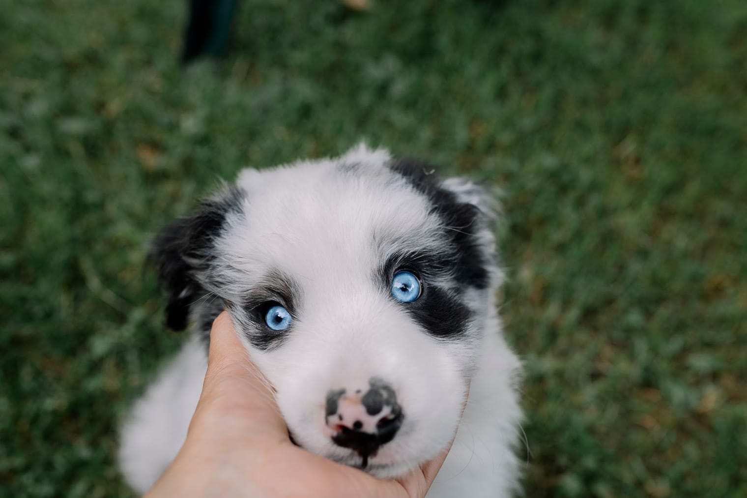 A young puppy on grass getting used to being gently handled by a person