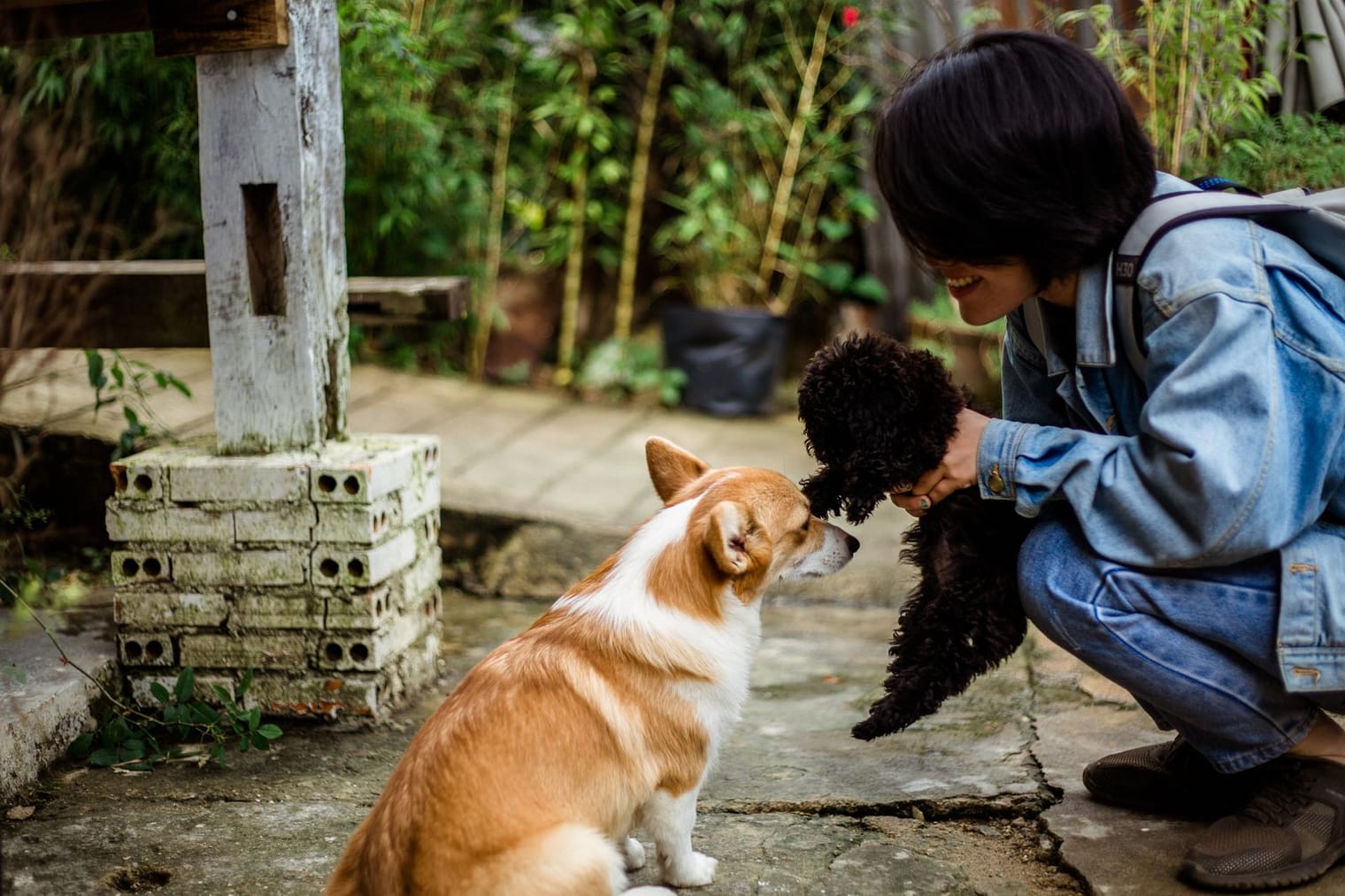 A person crouching down to introduce two dogs to each other outdoors
