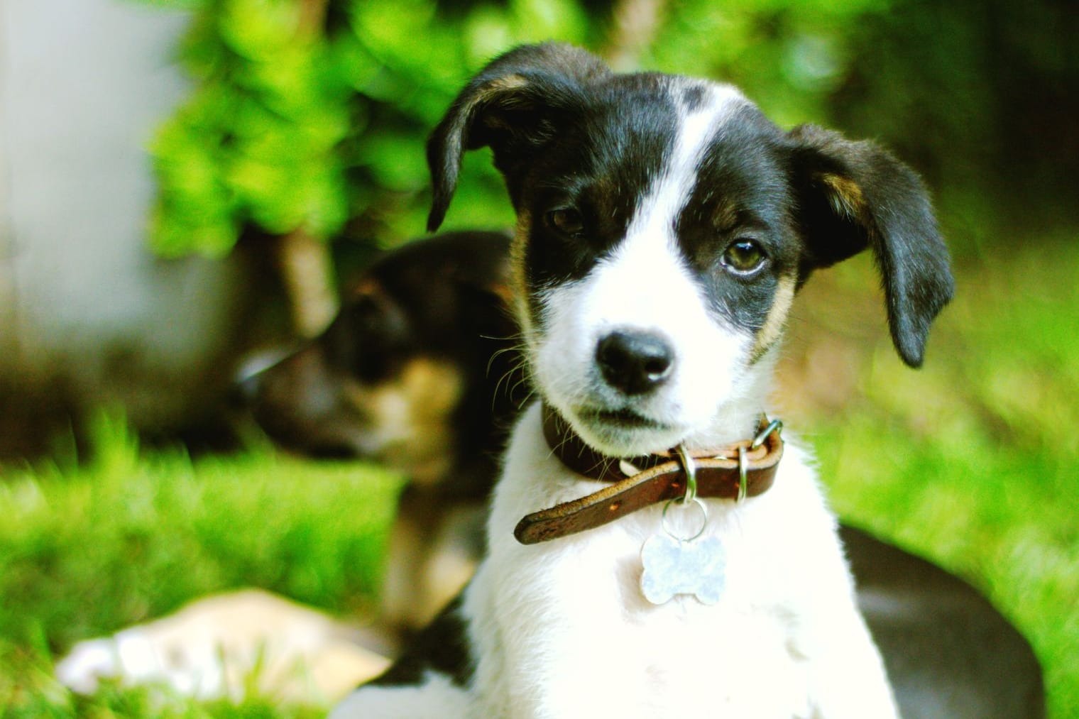 A black and white puppy sitting on the grass in a garden