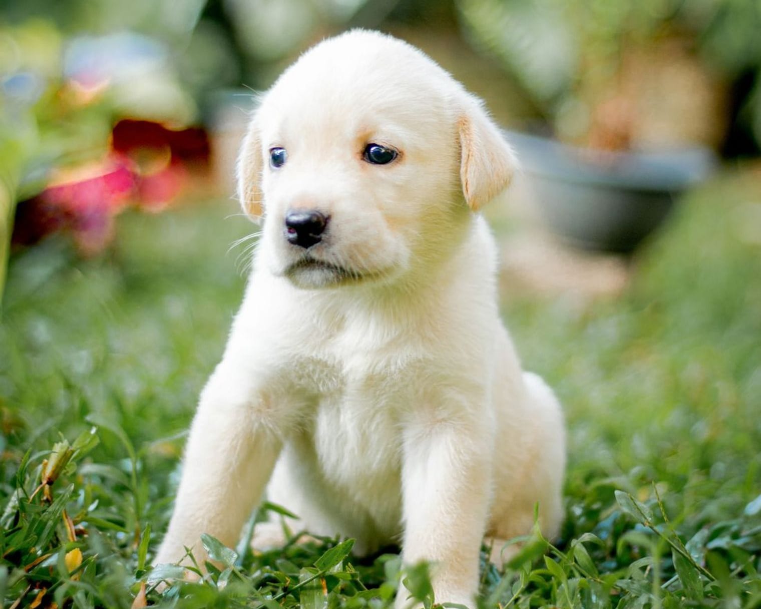 A pale Labrador puppy sitting on the grass in a green garden