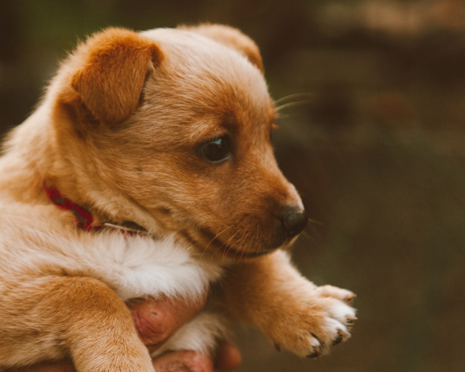 A person gently holding a small puppy in their hands