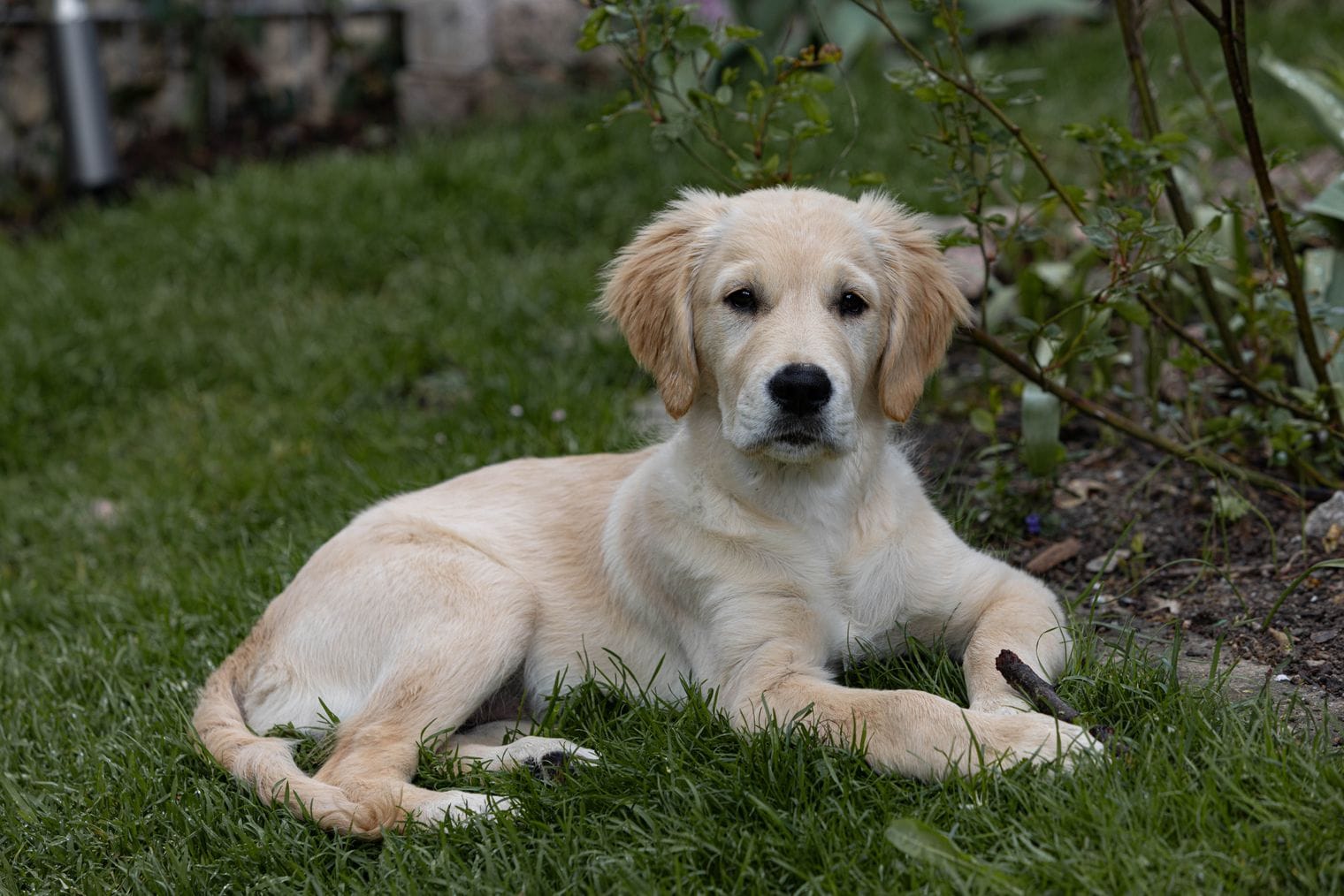 A healthy golden retriever puppy lying on the grass in a garden